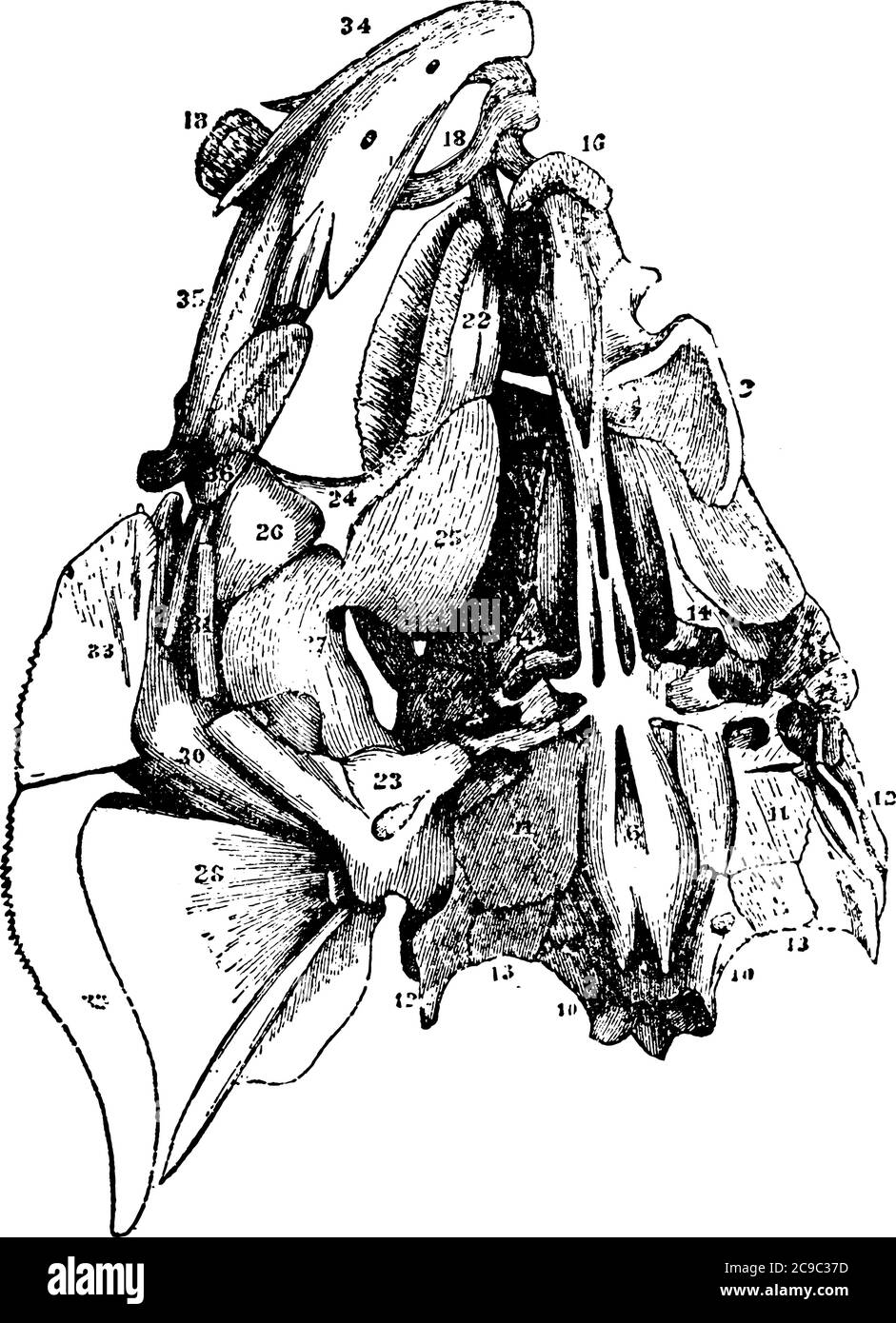 Représentation typique de la vue inférieure du crâne de perche, dessin de ligne vintage ou illustration de gravure. Illustration de Vecteur