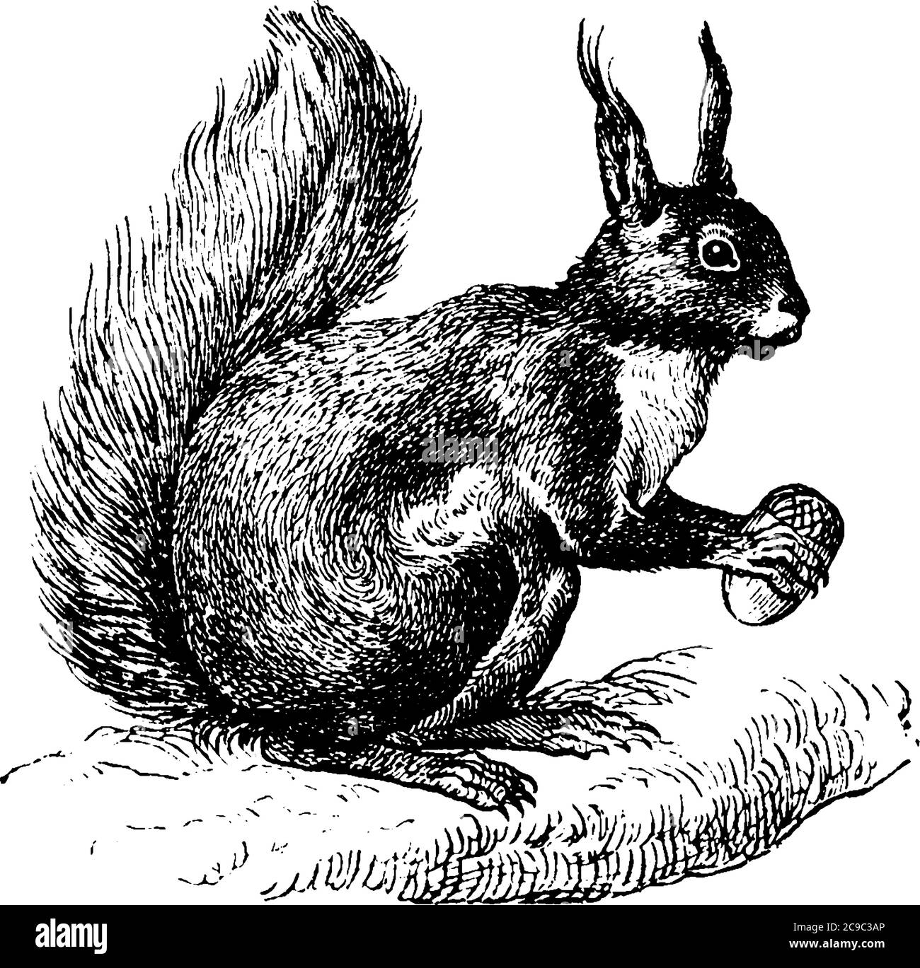 Écureuil - Sciuridae, dessin de ligne vintage ou illustration de gravure. Illustration de Vecteur