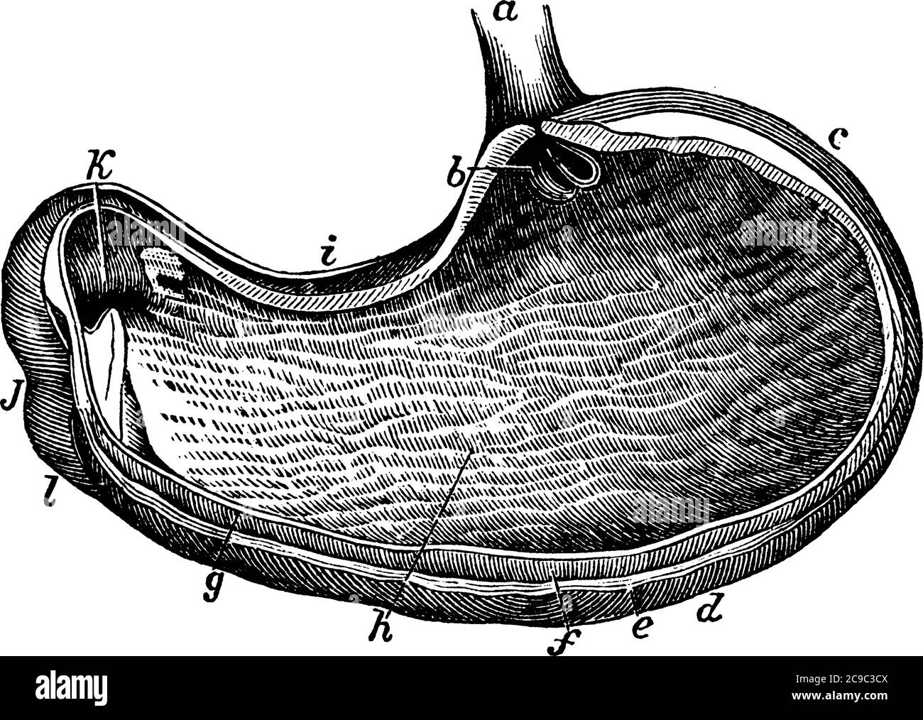 L'estomac fait partie du système digestif, c'est un organe creux musclé, semblable à un sac, un dessin de ligne vintage ou une illustration de gravure. Illustration de Vecteur