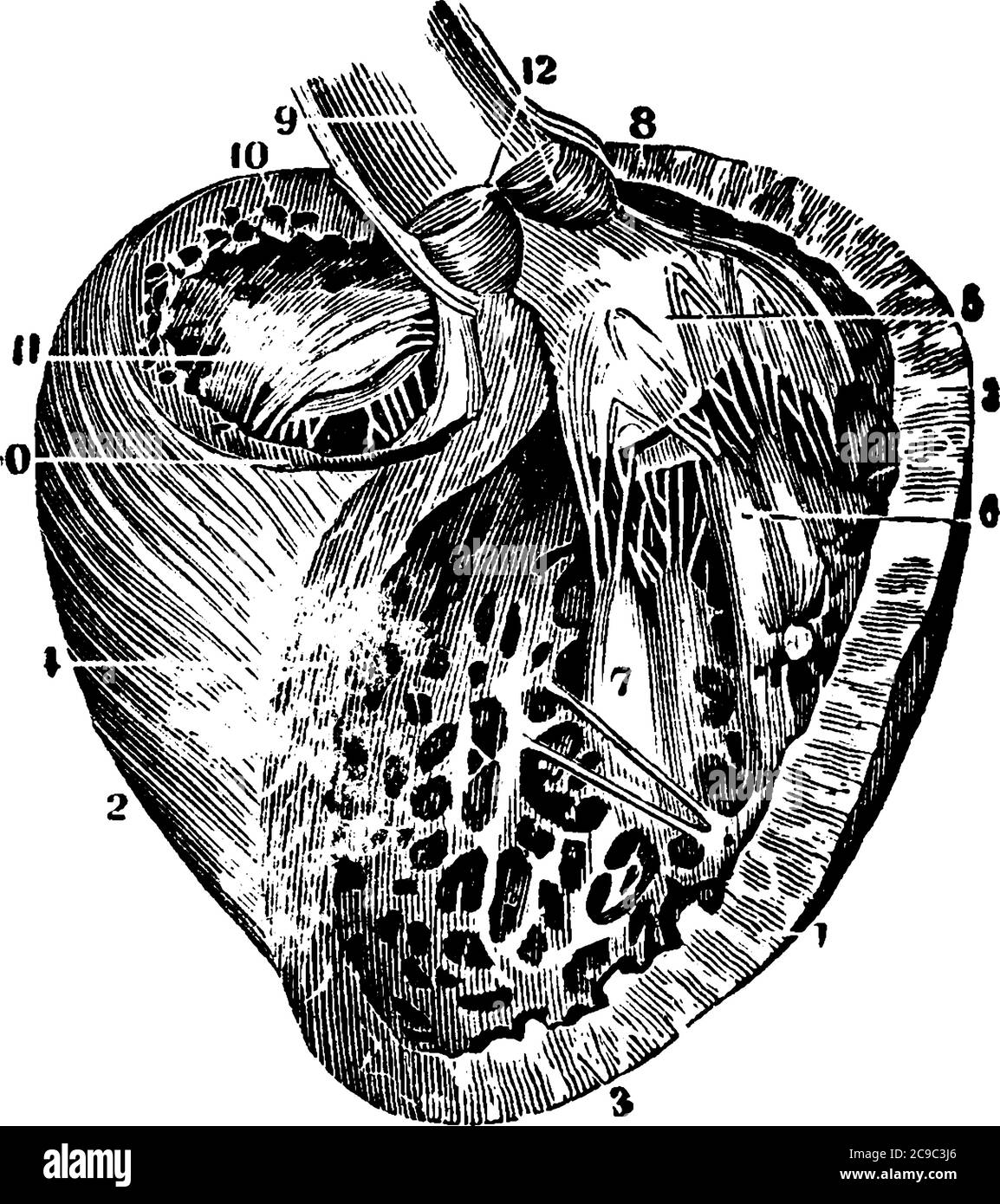 Le ventricule gauche du cœur est responsable du pompage du sang oxygéné vers les tissus de tout le corps, du dessin de ligne vintage ou de l'illustration de gravure. Illustration de Vecteur