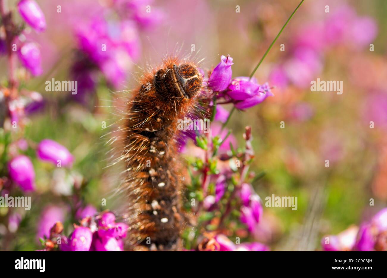 Le Northern Eggar Moth ou Oak Eggar est un papillon volant rapide. Dans les parties plus septentrionales de leur gamme européenne, les chenilles prennent deux saisons Banque D'Images