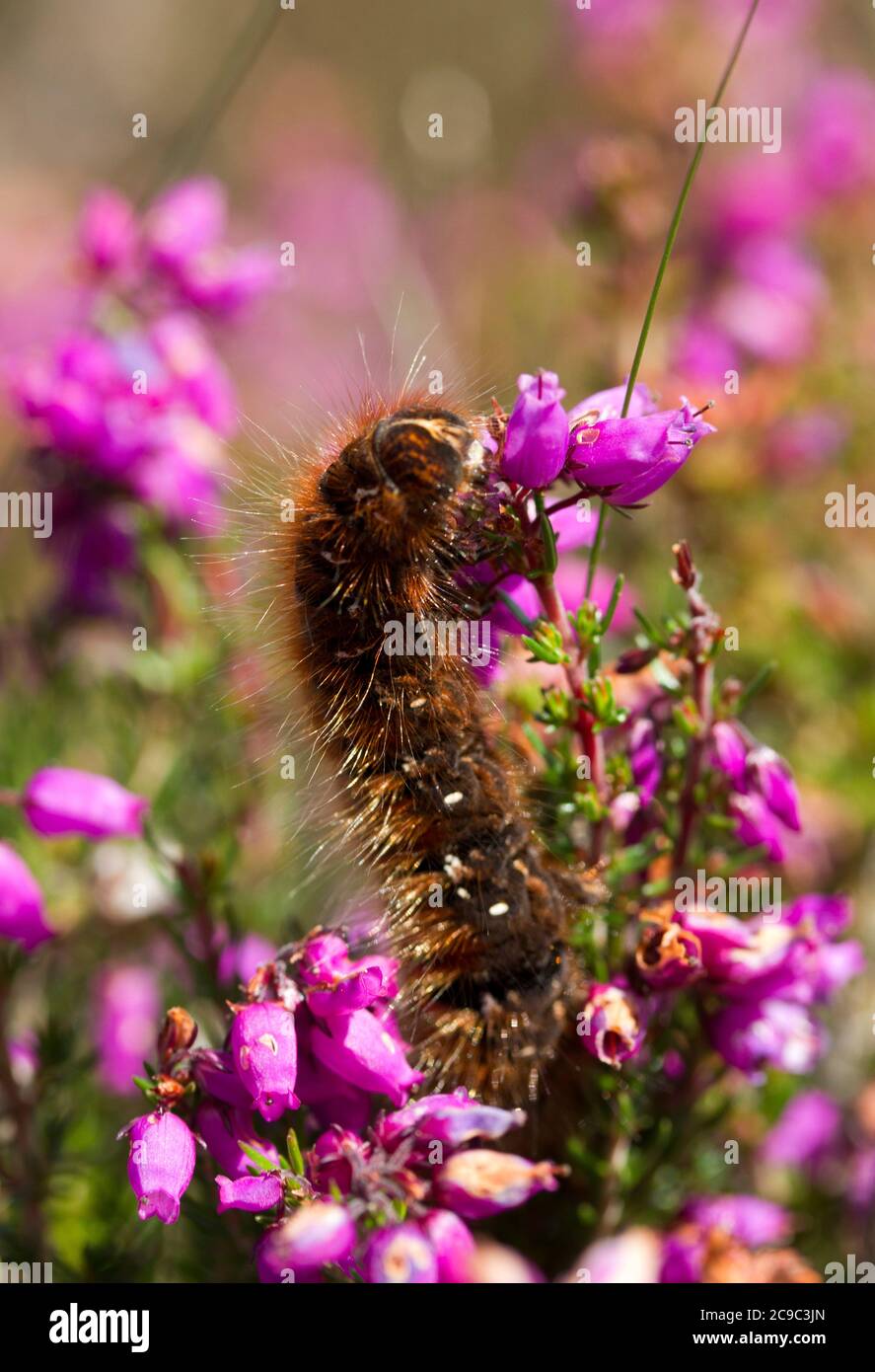 Le Northern Eggar Moth ou Oak Eggar est un papillon volant rapide. Dans les parties plus septentrionales de leur gamme européenne, les chenilles prennent deux saisons Banque D'Images