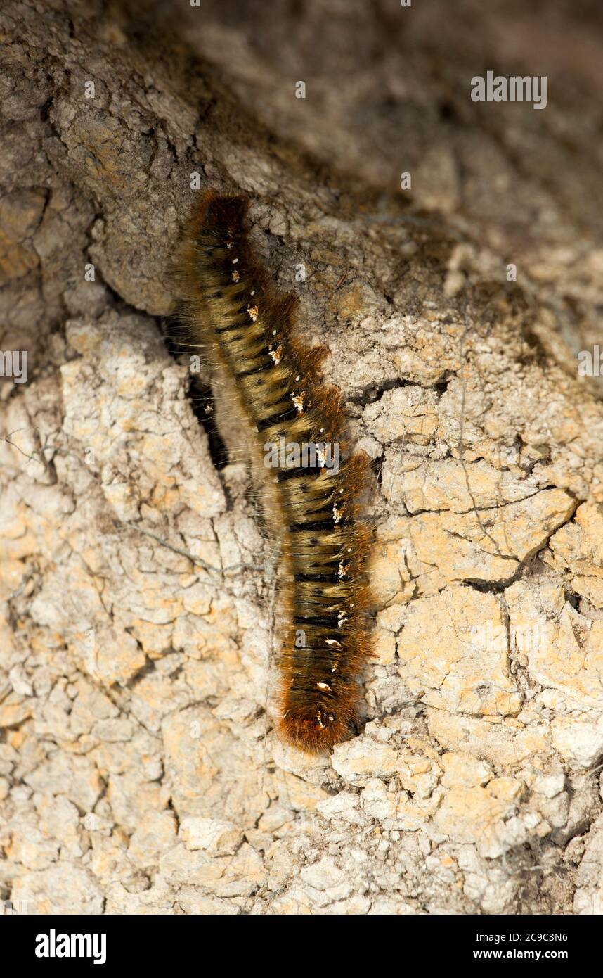 Le Northern Eggar Moth ou Oak Eggar est un papillon volant rapide. Dans les parties plus septentrionales de leur gamme européenne, les chenilles prennent deux saisons Banque D'Images