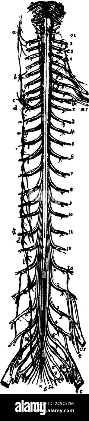 La moelle épinière est une longue, fragile structure tube-comme relie le cerveau au corps et forme le système nerveux central, vintage dessin de ligne ou eng Illustration de Vecteur