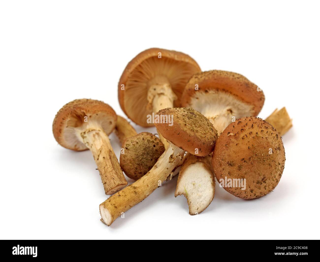 Hallimash, champignons isolés sur fond blanc Banque D'Images