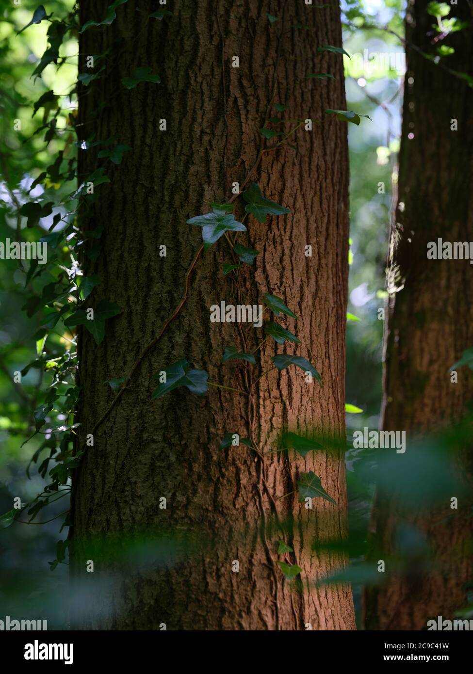 Hedera Helix, ivy commun, ivy anglais, ivy européen, ou simplement ivy, une plante à fleurs de la famille des Araliaceae, une vigne grimpante à feuilles persistantes. Banque D'Images