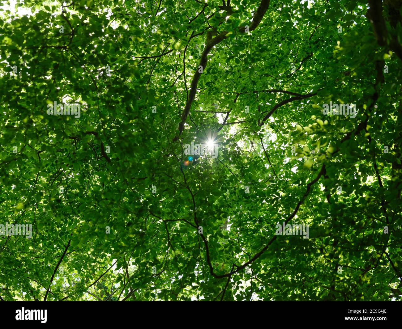 La lumière du soleil glinting à travers les branches et les feuilles d'un bois d'été - la lumière du soleil à travers les arbres - photosynthèse chlorophylle nature arrière-plan phytoncides Banque D'Images