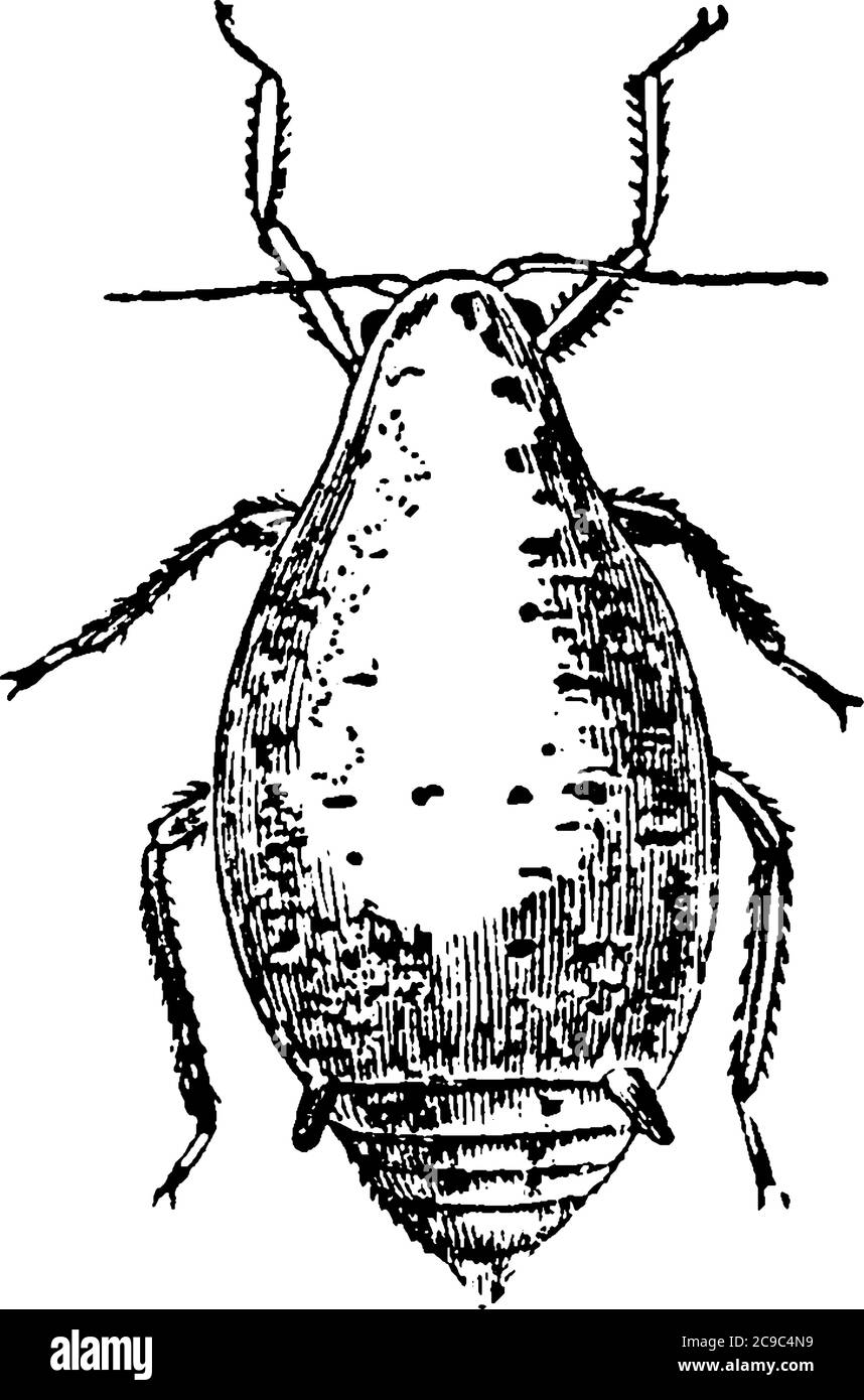 Le coccinelle, également connu sous le nom de cafard oriental ou coléoptère noir, est une grande espèce de cafard, dessin de ligne vintage ou illustration de gravure. Illustration de Vecteur