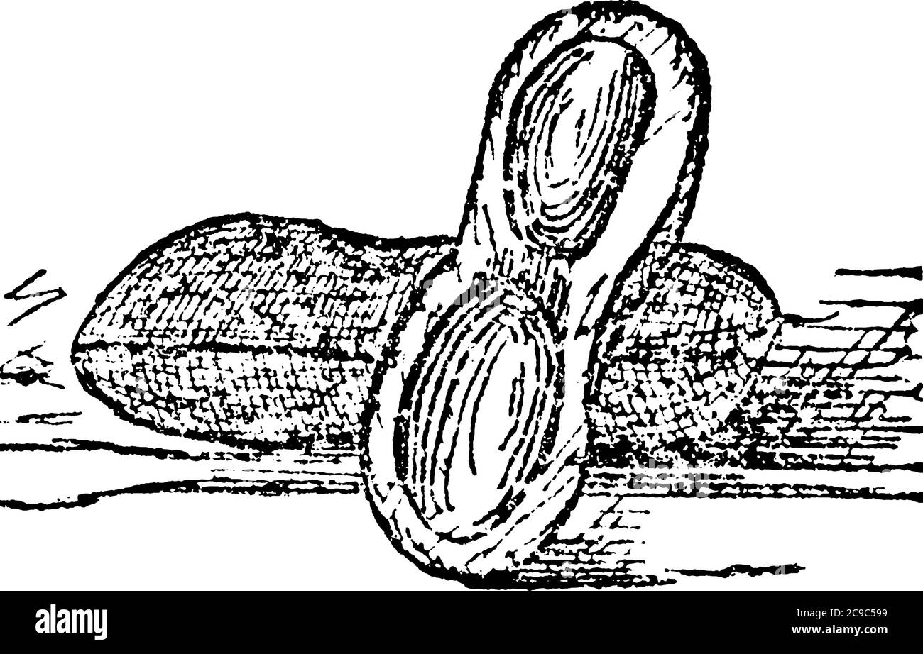 L'arachide, également connu sous le nom de l'arachide, de la goober, ou de la noix de singe, et taxonomiquement classé comme Arachis hypogaea, dessin de ligne vintage ou gravure il Illustration de Vecteur