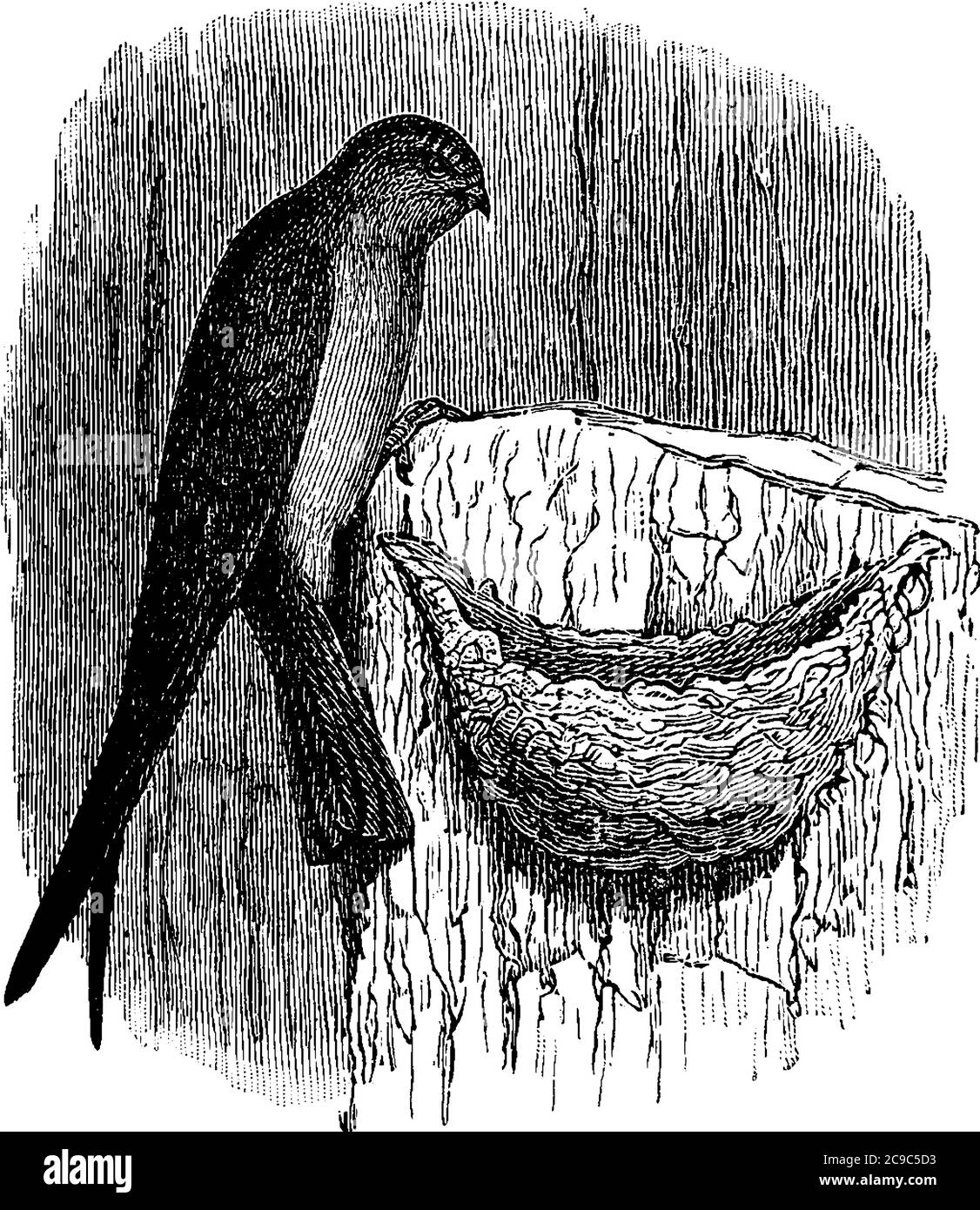 Une hirondelle avec son nid, dessin de ligne vintage ou illustration de gravure. Illustration de Vecteur