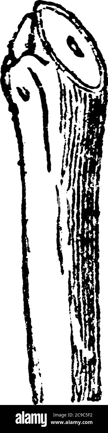 La nature de la coupe elle-même dans l'élagage est de plus grande conséquence, surtout dans le cas des arbres fruitiers, qu'au premier signe mai apparaître, la ligne vintage dra Illustration de Vecteur