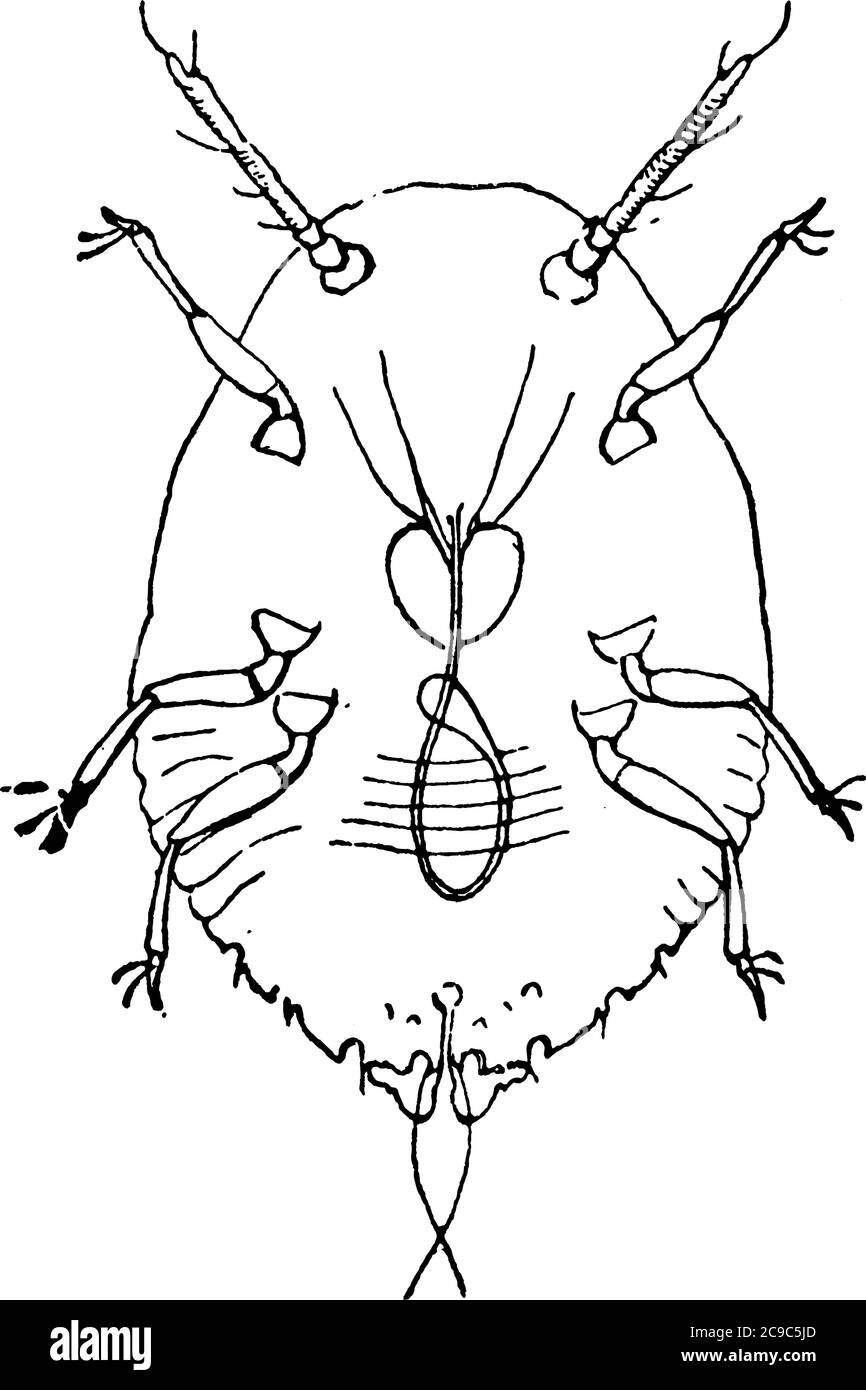 Image de jeune larve juste éclos de l'échelle de San Jose., dessin de ligne vintage ou illustration de gravure. Illustration de Vecteur