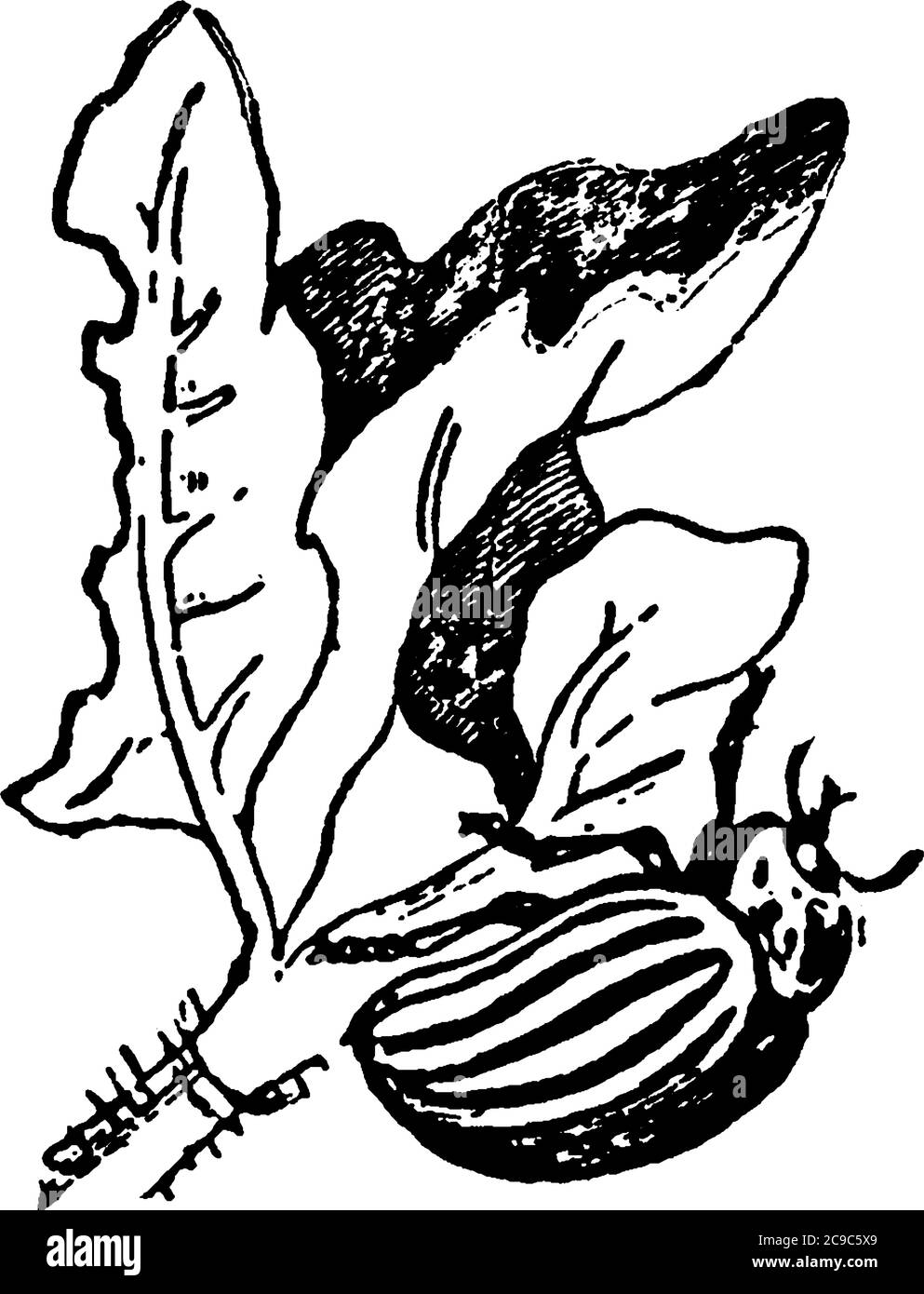Les insectes de pomme de terre de couleur noire jaunâtre sont des insectes sans flightless, un dessin de ligne vintage ou une illustration de gravure. Illustration de Vecteur