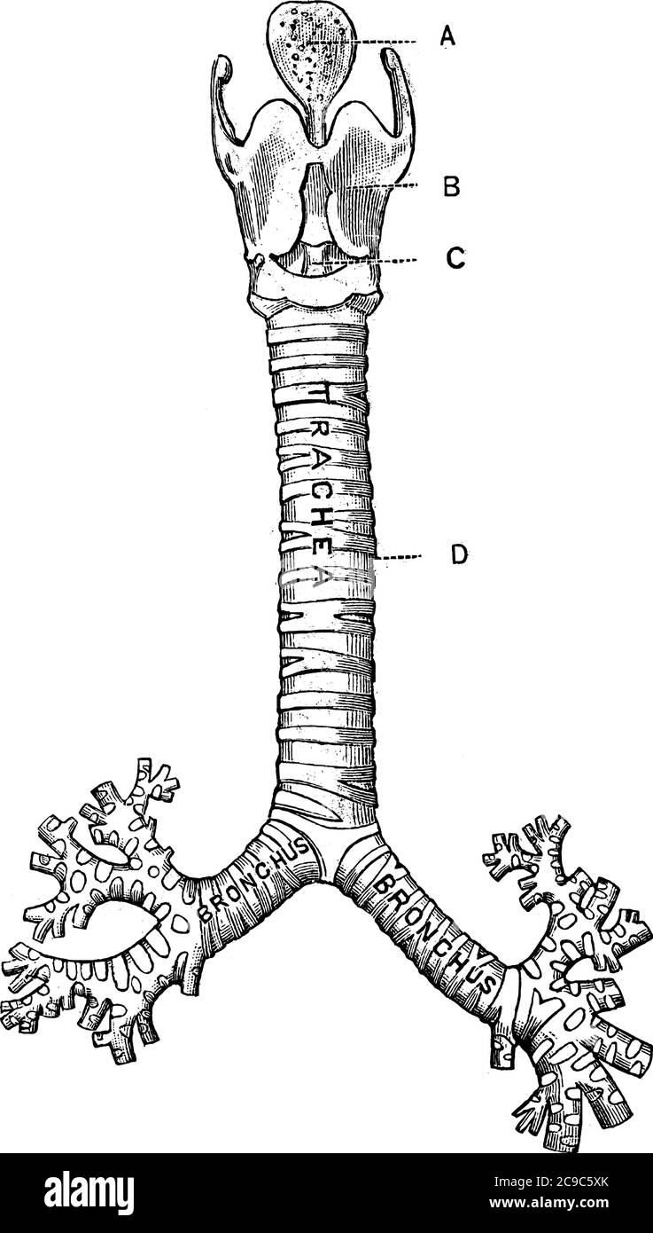 La vue de face du larynx, trachée, avec les parties représentées, A, épiglottis; B, cartilage thyroïdien; C, membrane cricothyroïde, se connectant au Illustration de Vecteur