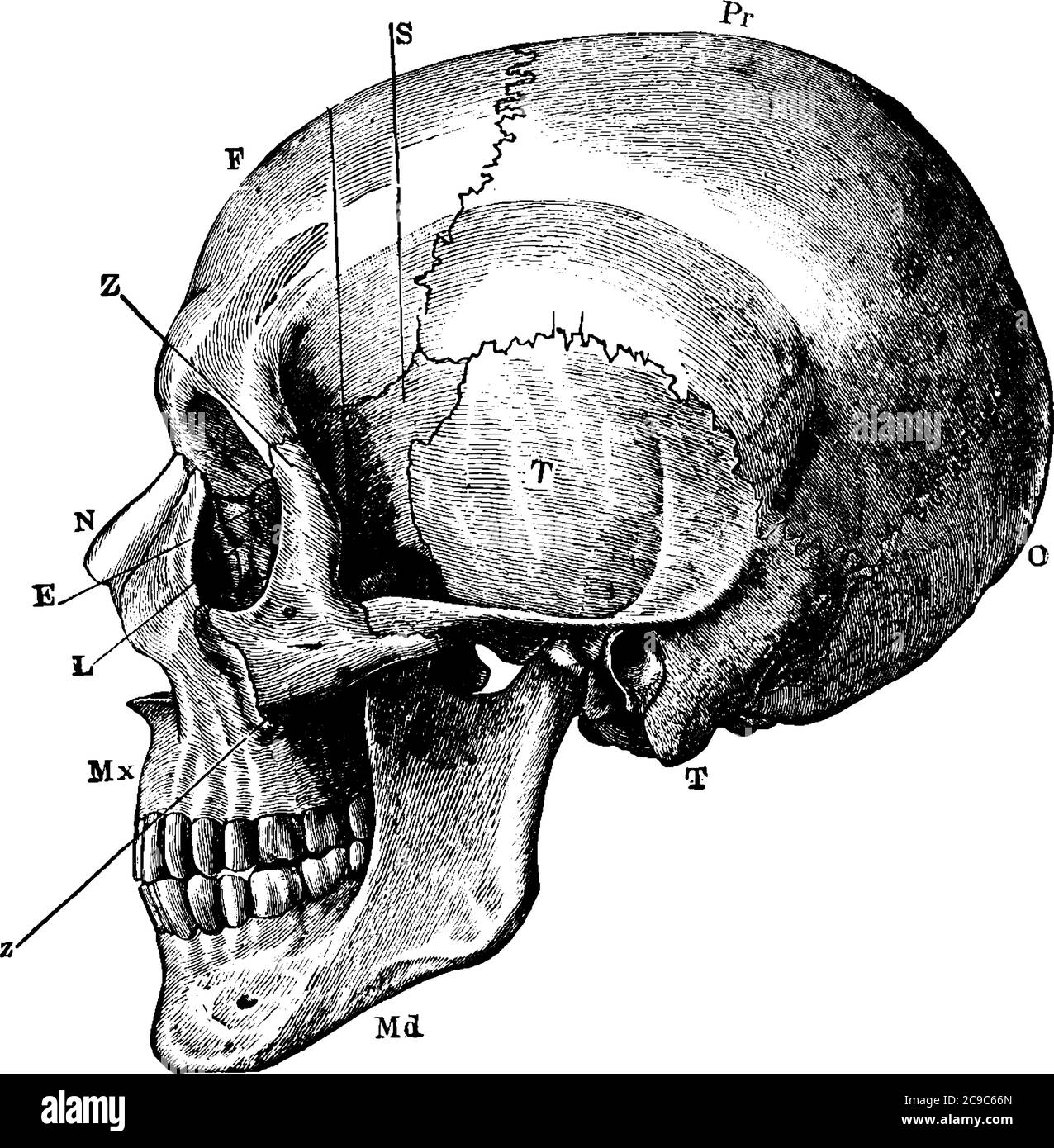 Étiquettes : O, os occipital; T, temporal; Pr, pariétal; F, frontal; S, sphénoïdes; Z, malar; MX, maxilla; N, nasal; E, ethmoïde; et autre, lignée antérieure dr Illustration de Vecteur