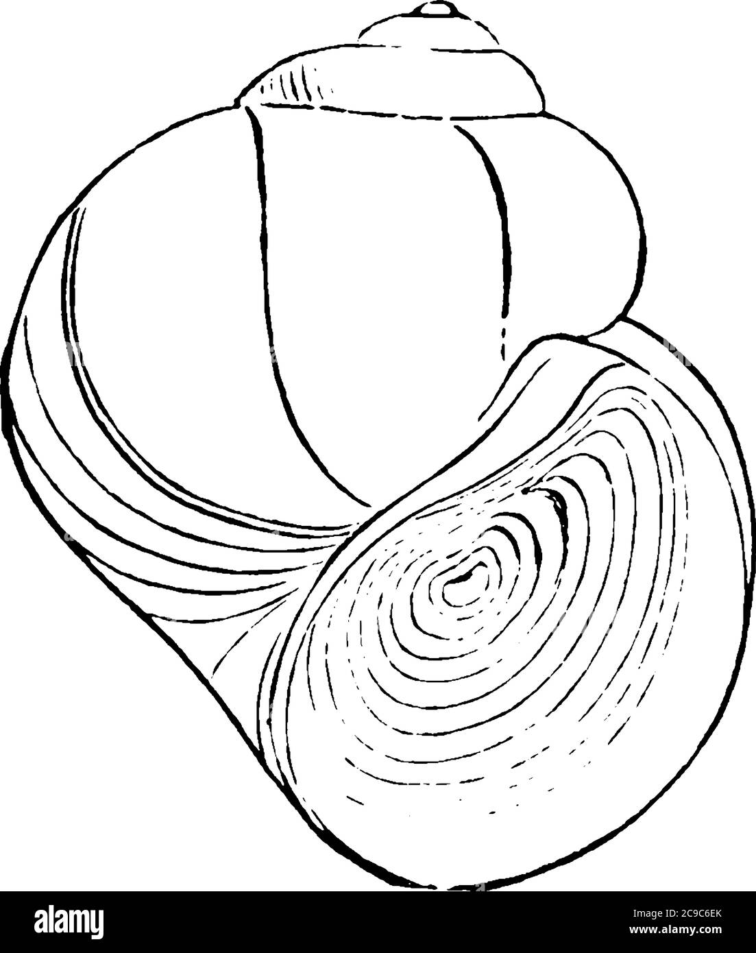 L'escargot de bassin est une espèce de gros escargot d'eau douce respirable à l'air de la famille des Lymnaeidae, dessin de ligne vintage ou illustration de gravure. Illustration de Vecteur