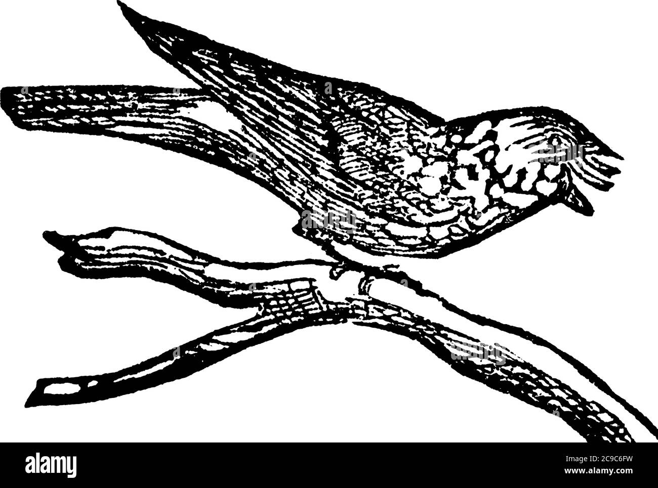 Le whip-Poor-will (Caprimulgus vociferus) est un pot de nuit de taille moyenne d'Amérique du Nord, illustration de dessin de ligne vintage ou de gravure. Illustration de Vecteur