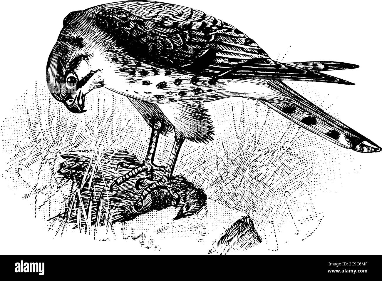 Un oiseau de proie de la famille des Accipitridae. Les faucons eurasiens mâles adultes ont des parties supérieures gris bleuâtre et des parties inférieure barbelées à l'orange; les femelles et le juv Illustration de Vecteur
