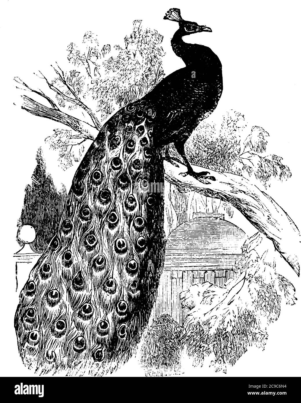 Le paon avec de belles plumes de queue et la couronne sur sa tête, assis sur les branches de l'arbre. Lorsqu'il se soulève en l'air en soulevant sa queue, Illustration de Vecteur