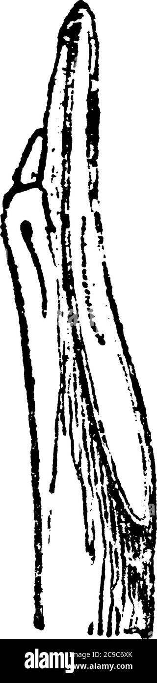 La nature de la coupe elle-même dans l'élagage est de plus grande conséquence, surtout dans le cas des arbres fruitiers, qu'au premier signe mai apparaître, la ligne vintage dra Illustration de Vecteur