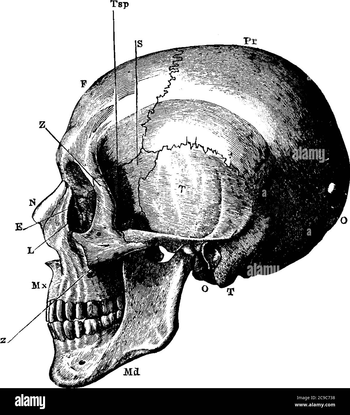 Vue latérale du crâne humain, avec les parties étiquetées « O », os occipital ; « T », os temporal ; « Pr », os pariétal ; « F », os frontal ; « S », sp Illustration de Vecteur