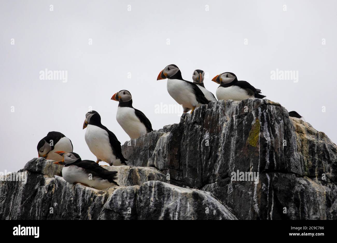 Groupe de macareux sur le rocher des îles Farne Banque D'Images