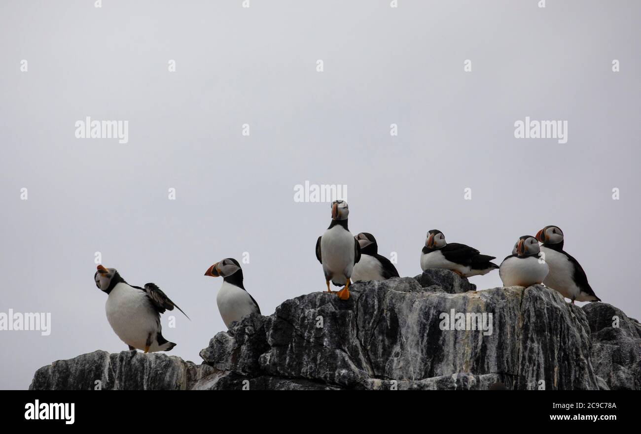 Groupe de macareux sur le rocher des îles Farne Banque D'Images