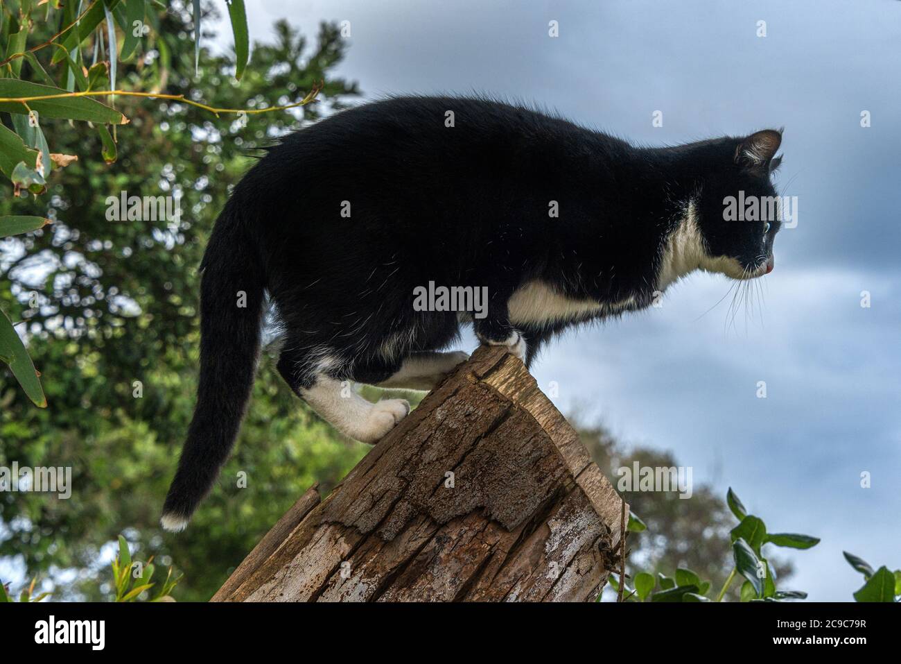 Chat domestique noir avec nez blanc, collier et sous le ventre dans un environnement extérieur, sur le point de sauter d'un arbre Banque D'Images