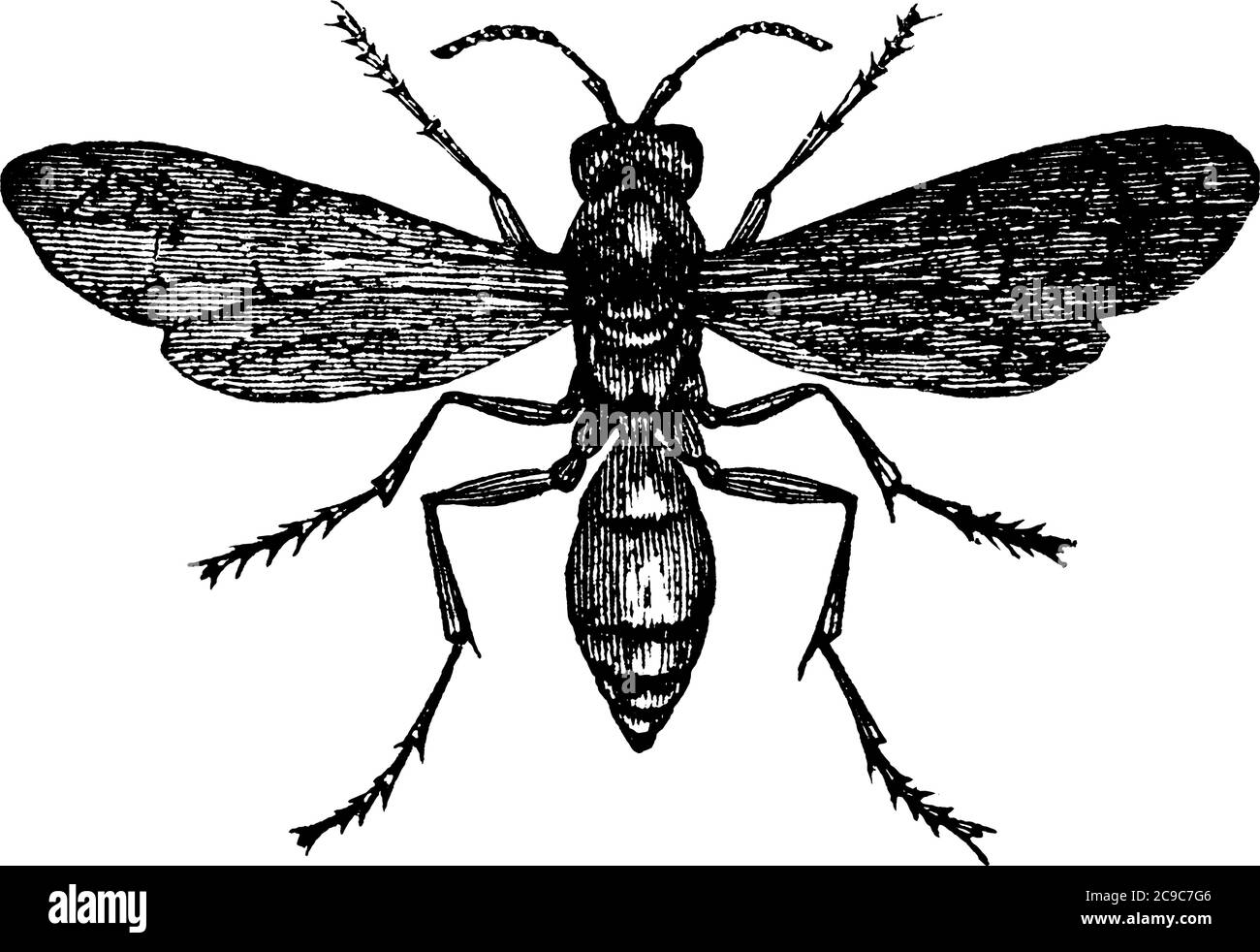 Un insecte qui ronge qui est maigre et a un corps long et mince avec des marques marbrées dans leurs ailes, dessin de ligne vintage ou illustration de gravure. Illustration de Vecteur