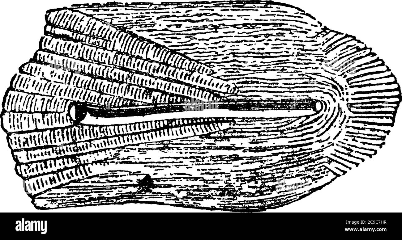 Représentation typique de l'échelle cycloïde du poisson à partir de la ligne latérale d'Odax linealus, dessin de ligne vintage ou illustration de gravure. Illustration de Vecteur