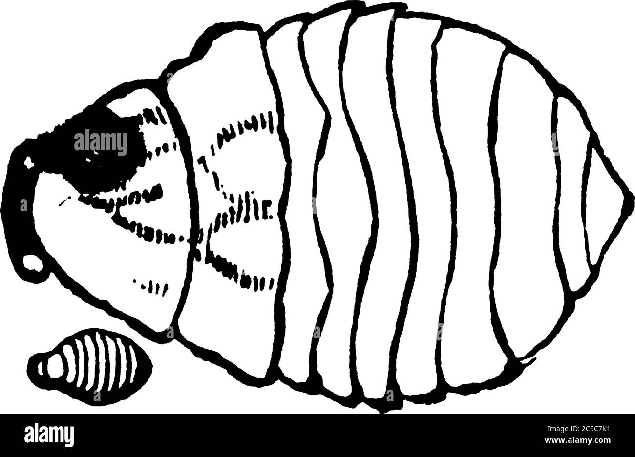 Pupa de petit mal de pois trouvé dans des pois cassés, dessin de ligne vintage ou illustration de gravure. Illustration de Vecteur