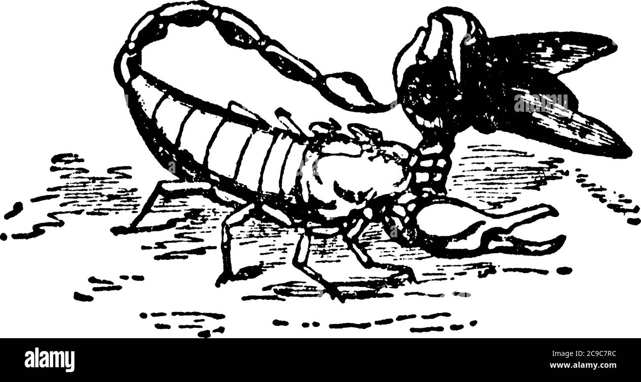 Une représentation typique du scorpion italien, Euscorpius italicus, tenant une mouche bleue avec sa chela gauche, et la perçant soigneusement betwee Illustration de Vecteur