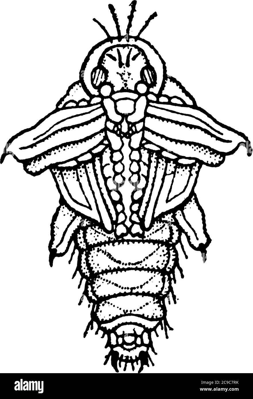 Pupa de ver à racines de raisin avec vue antérieure, dessin de ligne vintage ou illustration de gravure. Illustration de Vecteur