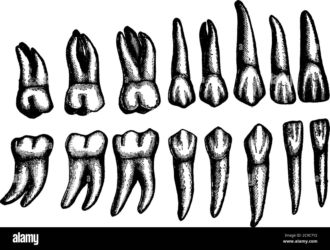 Seize dents permanentes de type différent sont illustrées, ces dents remplacent les dents temporaires, le dessin vintage ou l'illustration de gravure. Illustration de Vecteur