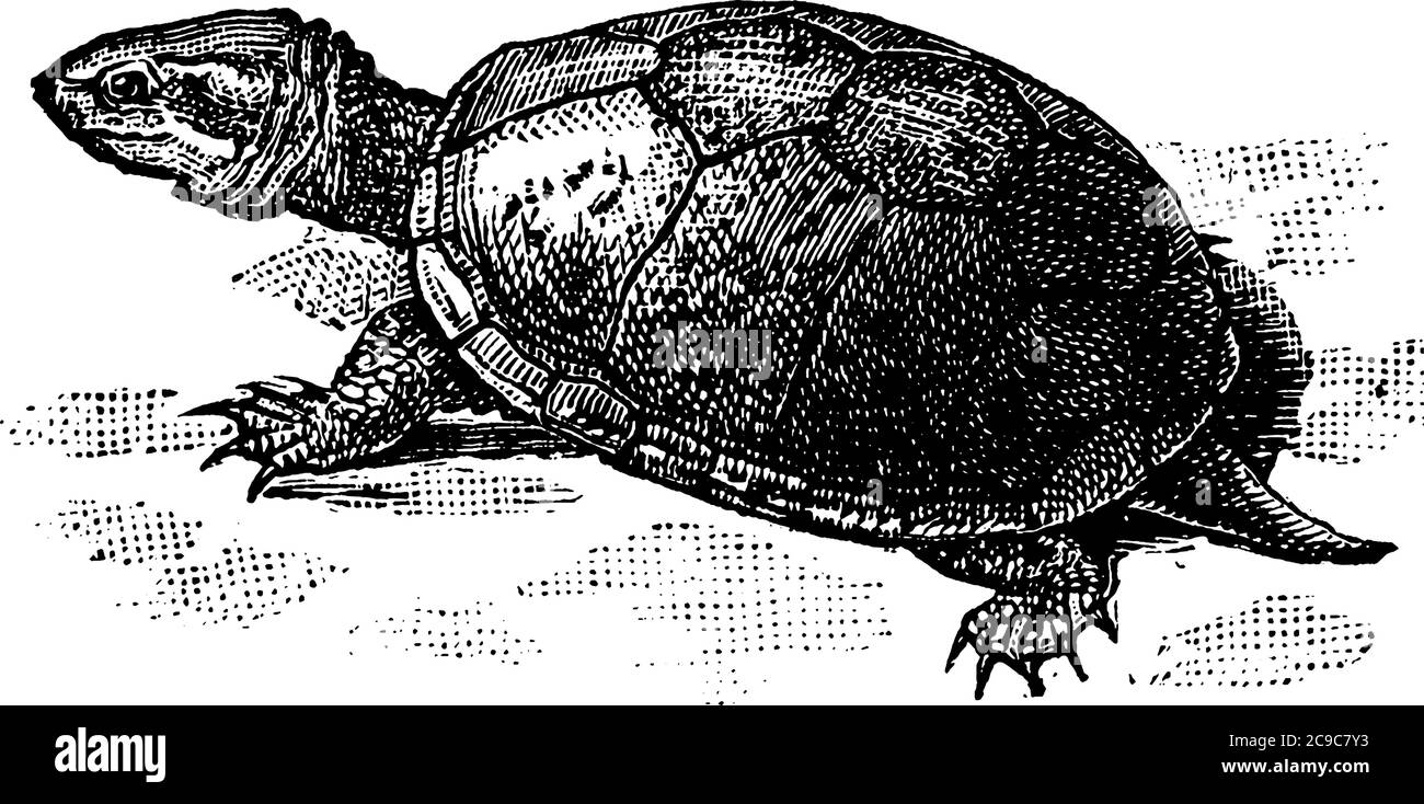 Une espèce africaine de tortue, caractérisée par une coquille osseuse ou cartilagineuse spéciale développée à partir de leurs côtes et agissant comme un bouclier, ligne vintage dr Illustration de Vecteur