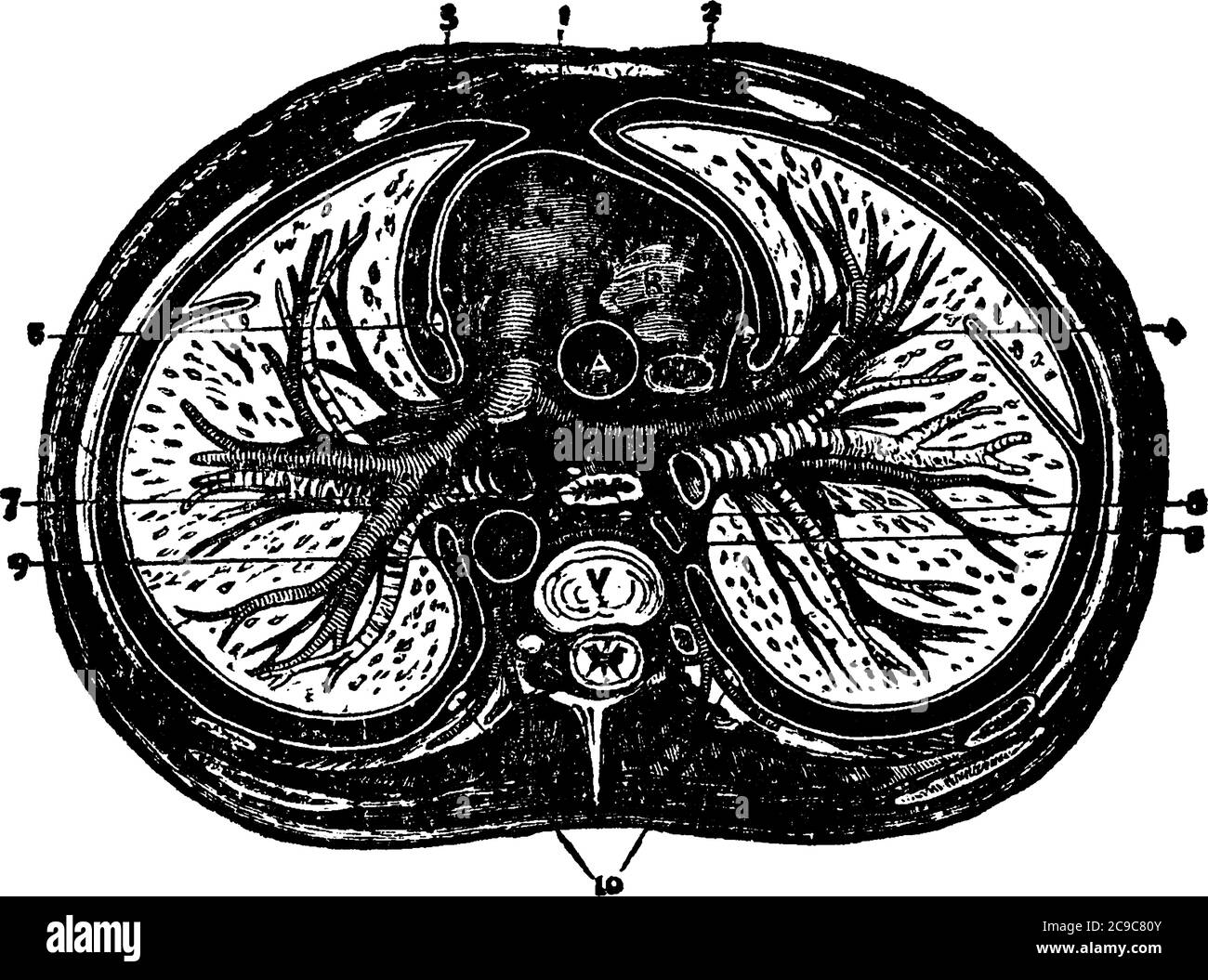 Vue interne du thorax ou du thorax elle comprend la cavité thoracique et la paroi thoracique, un dessin de ligne vintage ou une illustration de gravure. Illustration de Vecteur