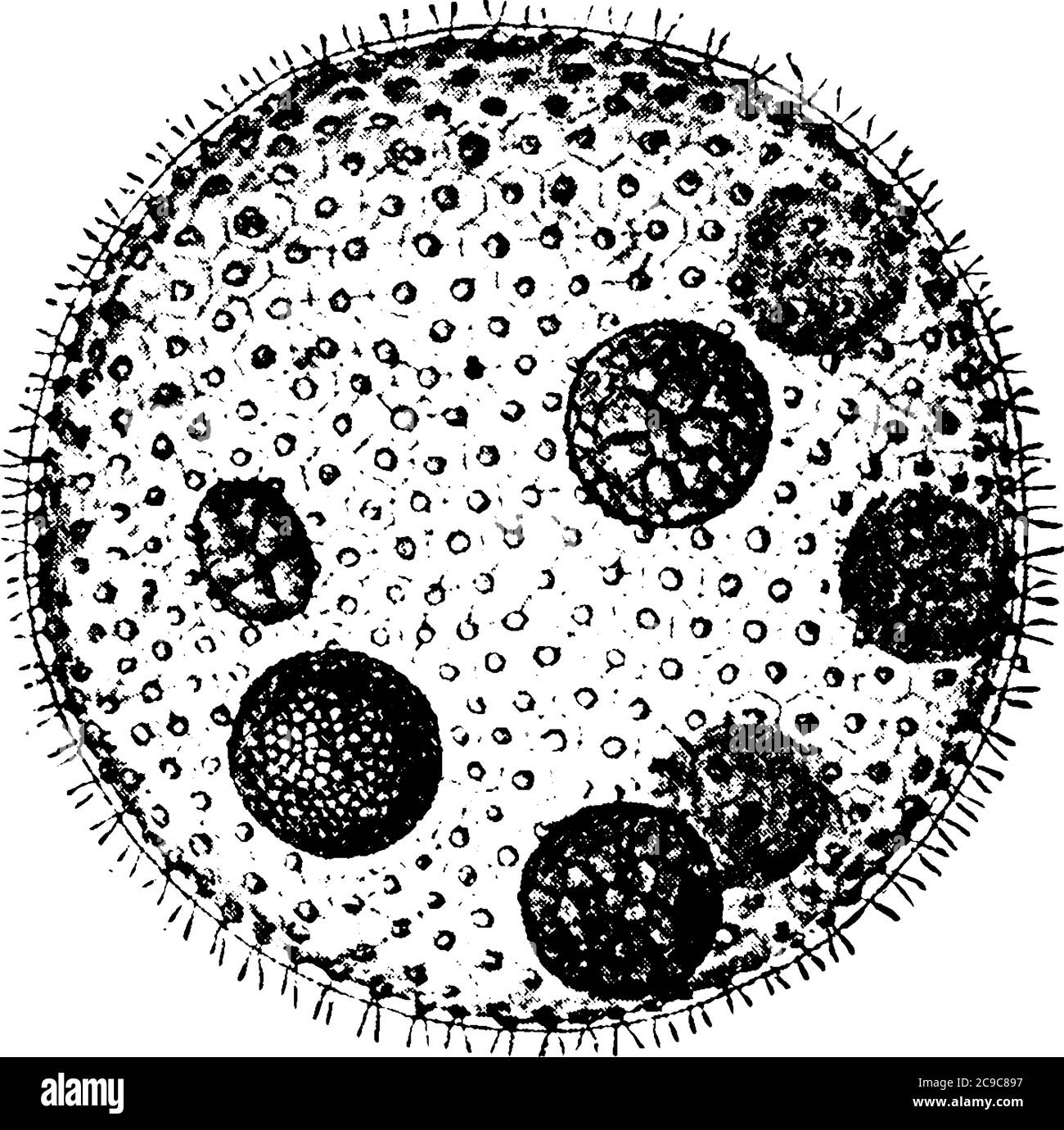 Les grandes colonies sphériques de Volvox globator, composées de plusieurs milliers de cellules. Ces protozoaires forment des colonies. Autour d'un centre creux, millésime l Illustration de Vecteur