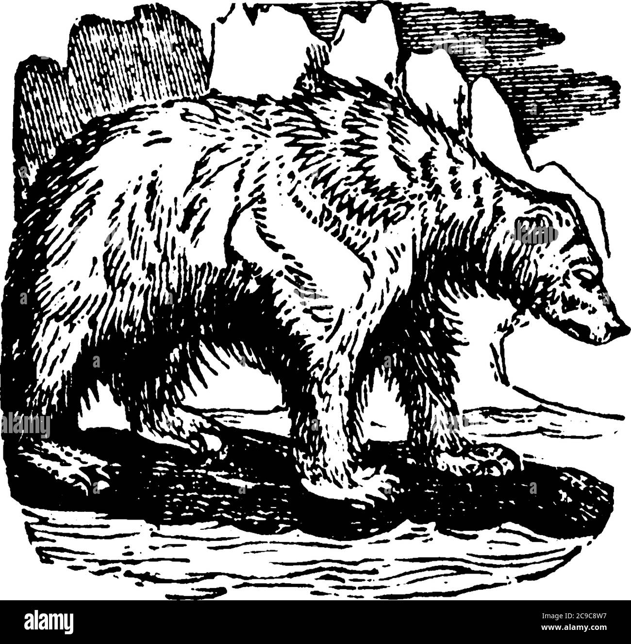 Vue latérale d'un grand ours avec trop de poils sur son corps debout sur la surface de la glace. Cet ours est également appelé ours polaire qui vit dans le A. Illustration de Vecteur Vue latérale d'un grand ours avec trop de poils sur son corps debout sur la surface de la glace. Cet ours est également appelé ours polaire qui vit dans le A. Illustration de Vecteur