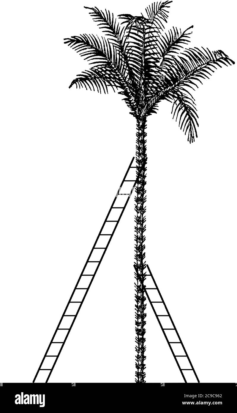 Les angles d'élévation du sol à l'endroit où les échelles rencontrent l'arbre sont congruents, si 2 échelles s'appuient contre les côtés opposés d'un palmier, niv Illustration de Vecteur