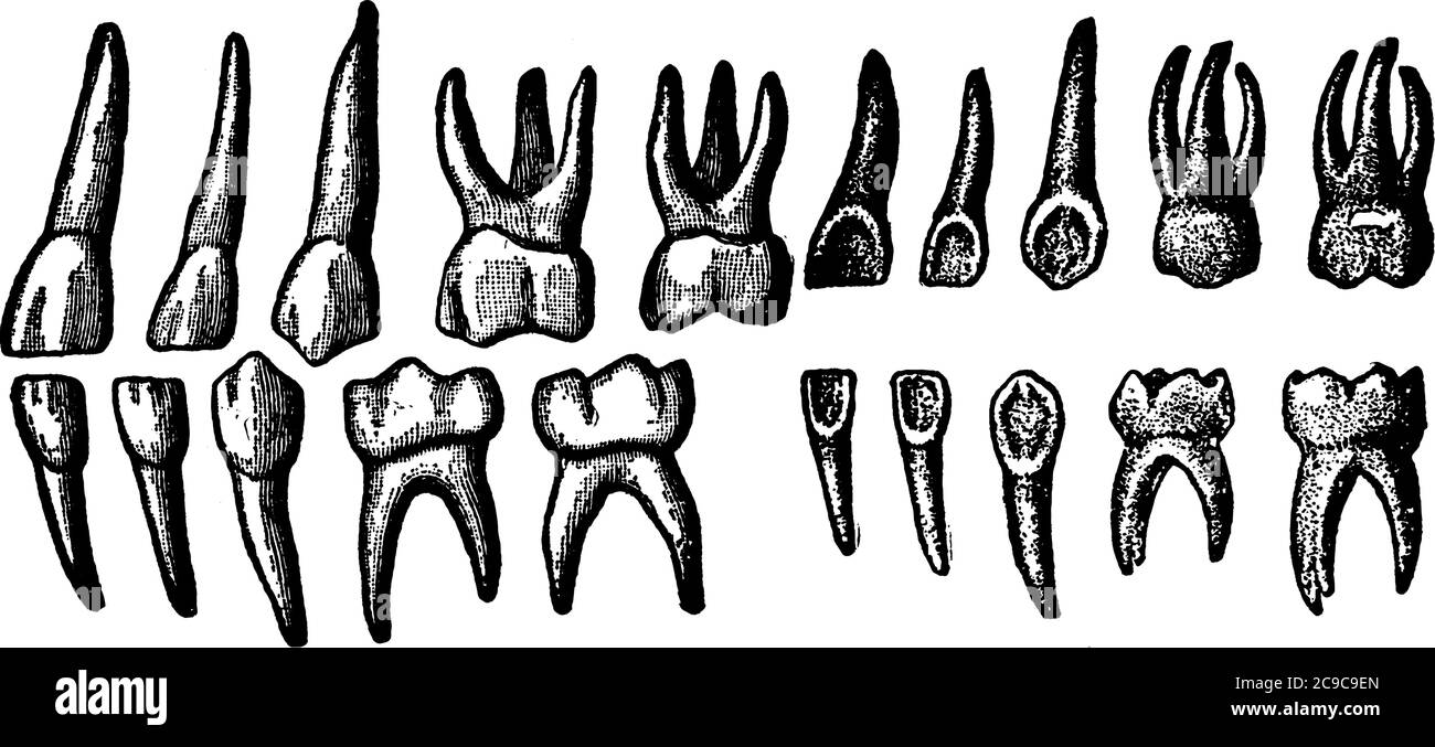 Vingt dents temporaires, appelées dents primaires ou dents de bébé. Ils sont le premier ensemble de dents dans le développement de croissance des humains, le dessin de ligne vintage Illustration de Vecteur
