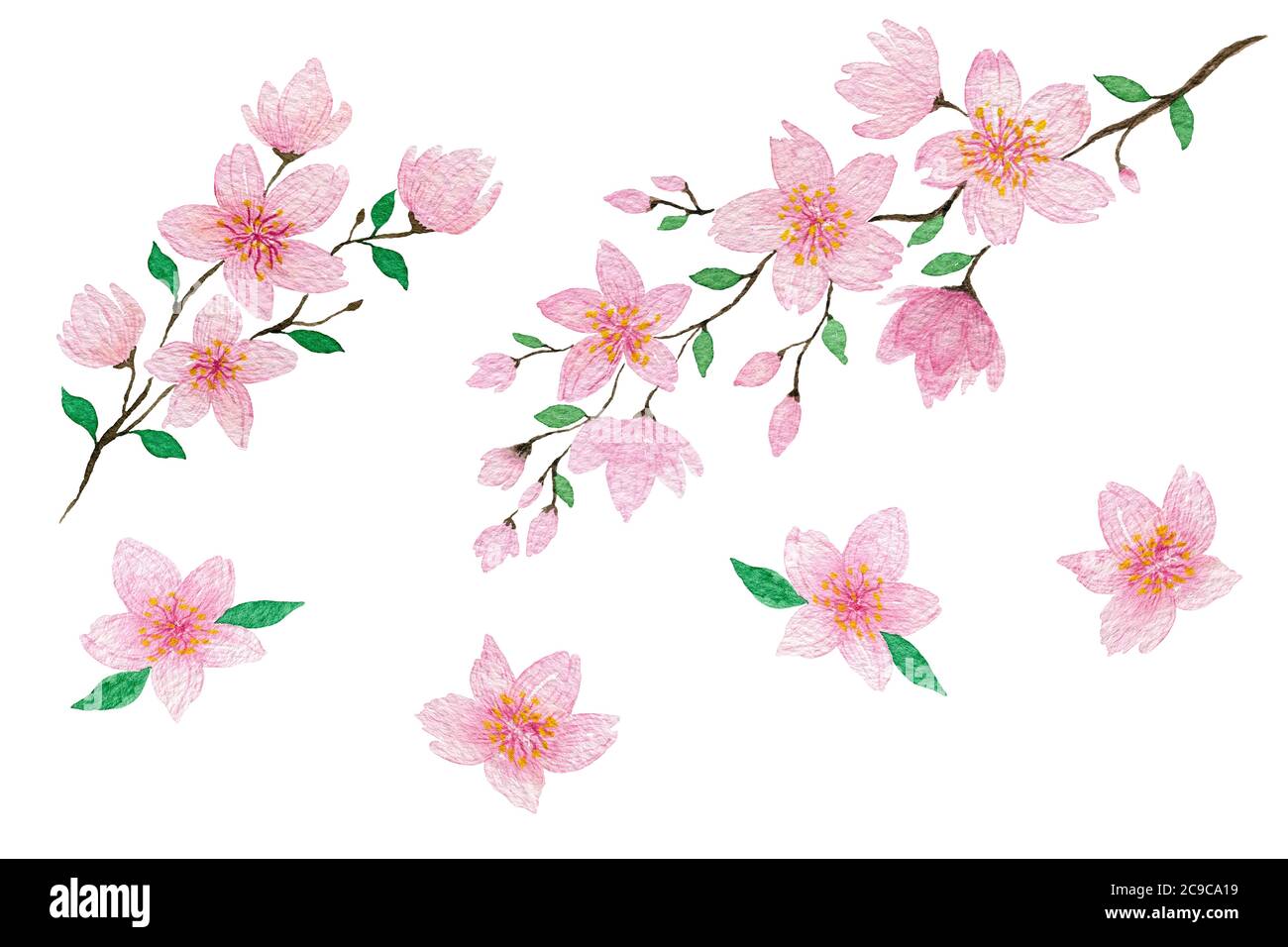 branches en fleur de cerisier aquarelle, décoration printanière ou estivale avec motif bohème floral, fleur de sakura rose, illustration florale botanique Banque D'Images