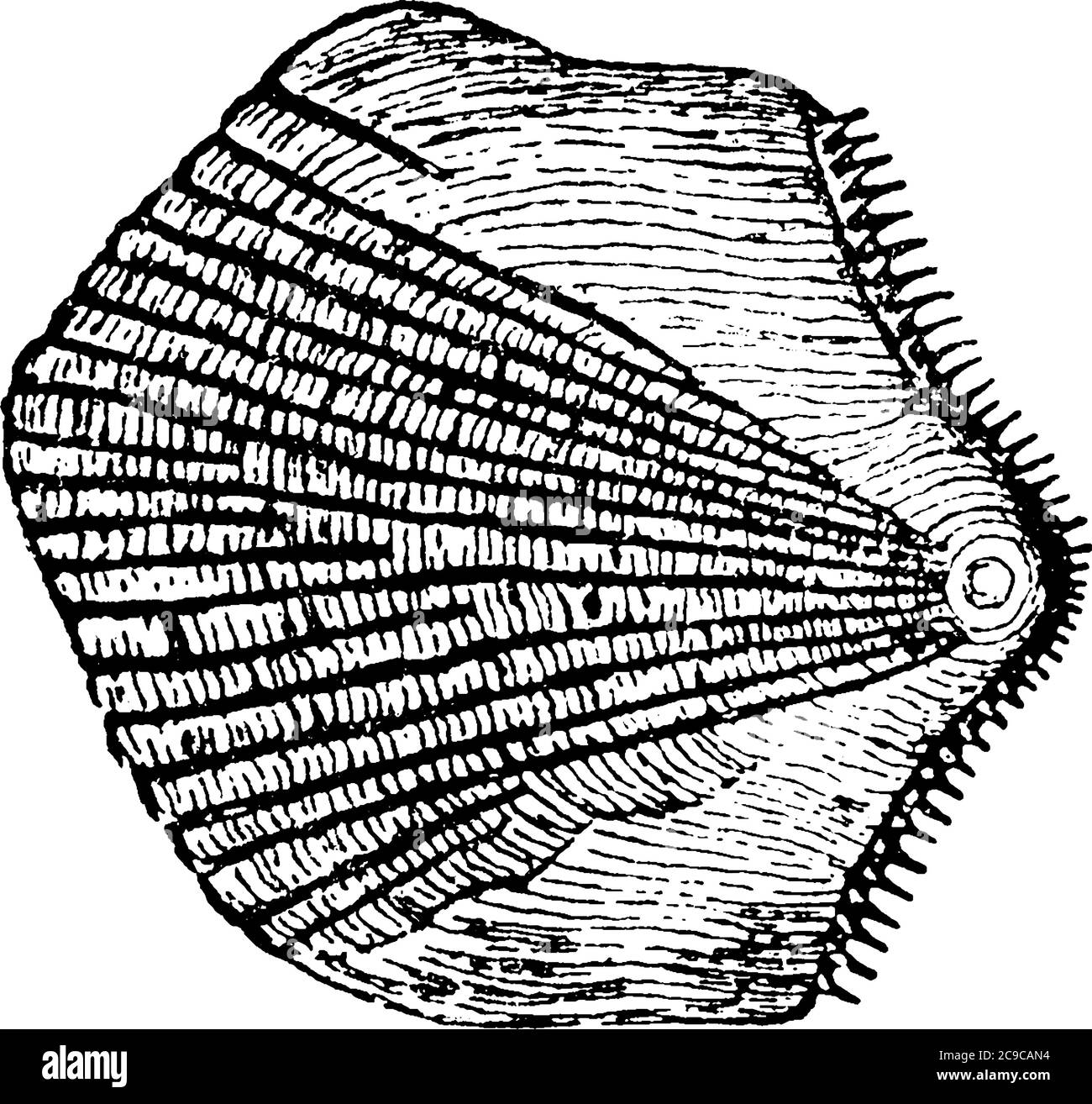 Une représentation typique de l'échelle cycloïde du poisson qui tombe sous l'espèce Gobius ommaturus, le dessin de ligne vintage ou le rapport d'illustratage Illustration de Vecteur