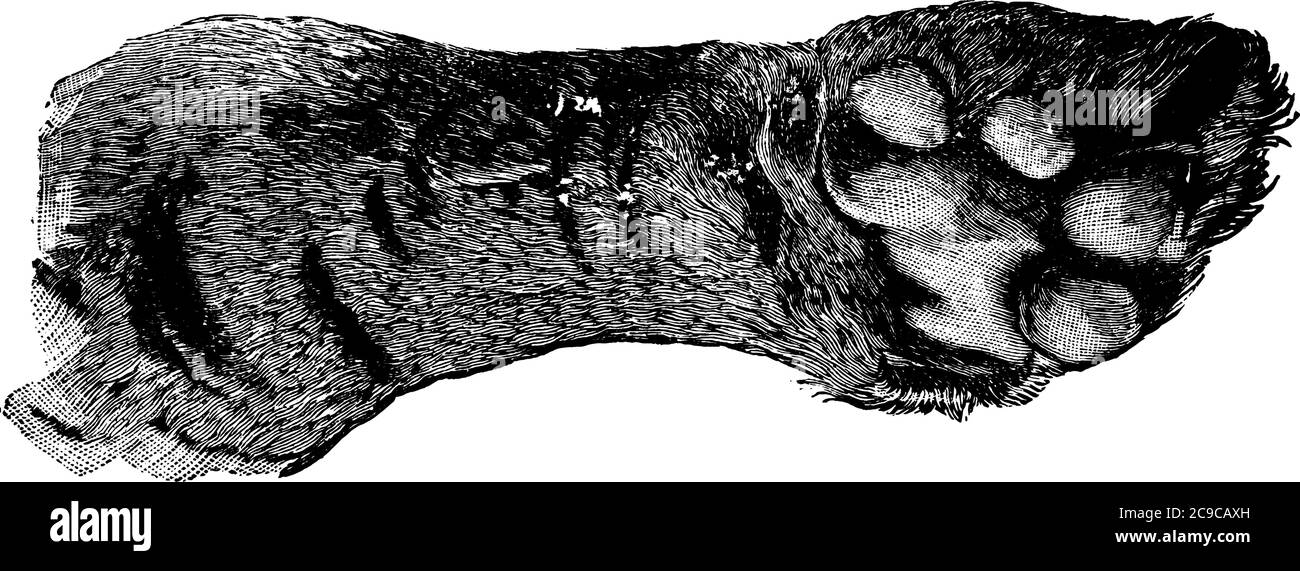 Voici la patte du tigre. Les mâles ont des coussins de front plus larges que les femelles. Parfois, les tigres tuent les proies en glissant avec leurs pattes, qui sont puissantes Illustration de Vecteur