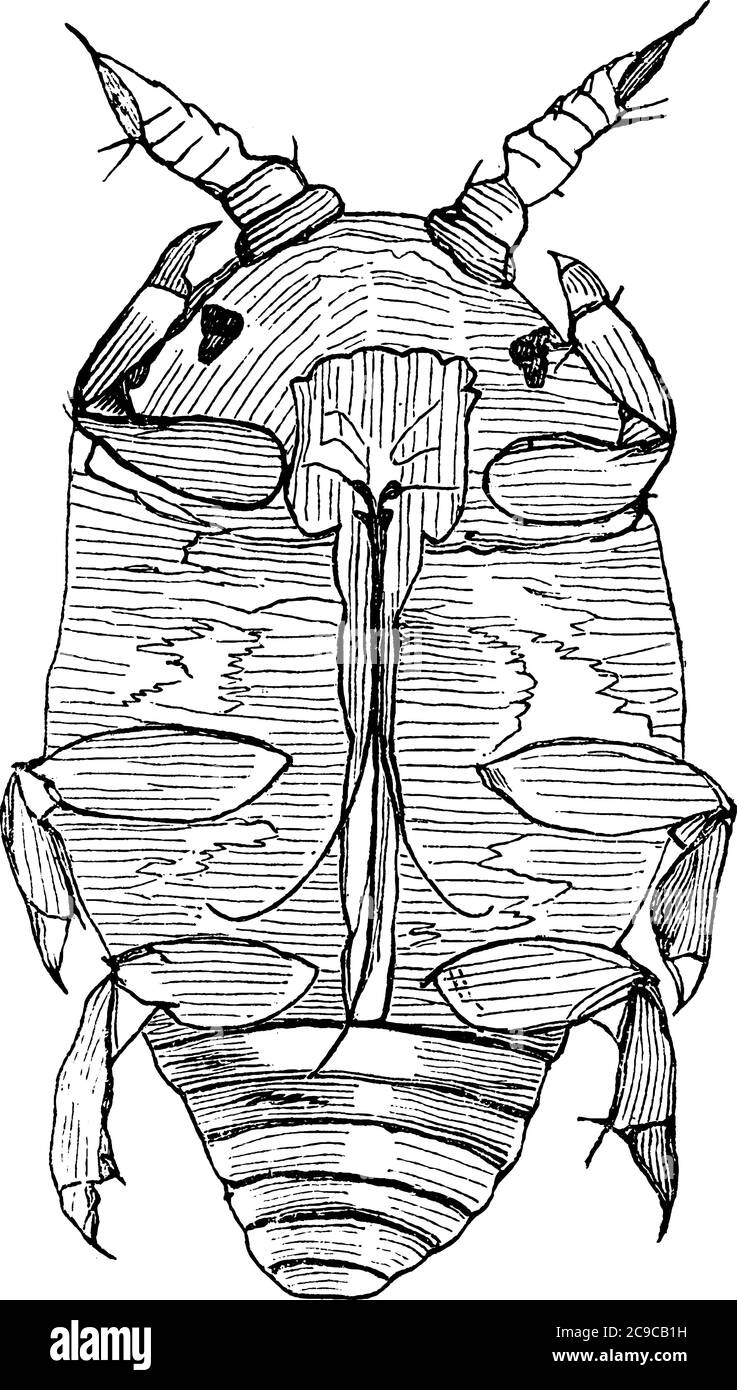 American Phylloxera un insecte tueur silencieux qui infecte les vignes, le dessin de ligne vintage ou l'illustration de gravure. Illustration de Vecteur