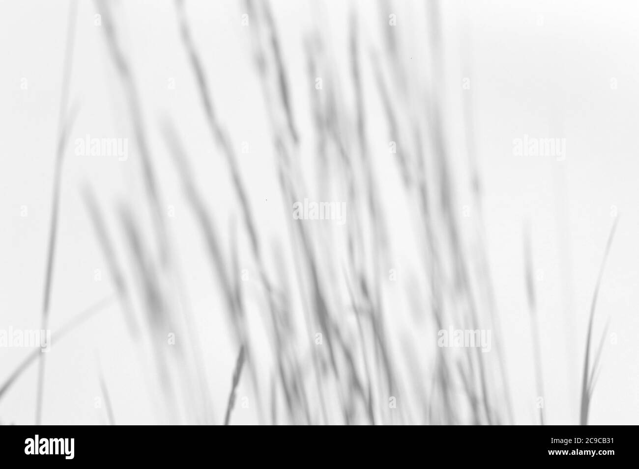 Effet de superposition des ombres pour la photo. De l'herbe et des ombres plantent sur un mur blanc propre en plein soleil Banque D'Images