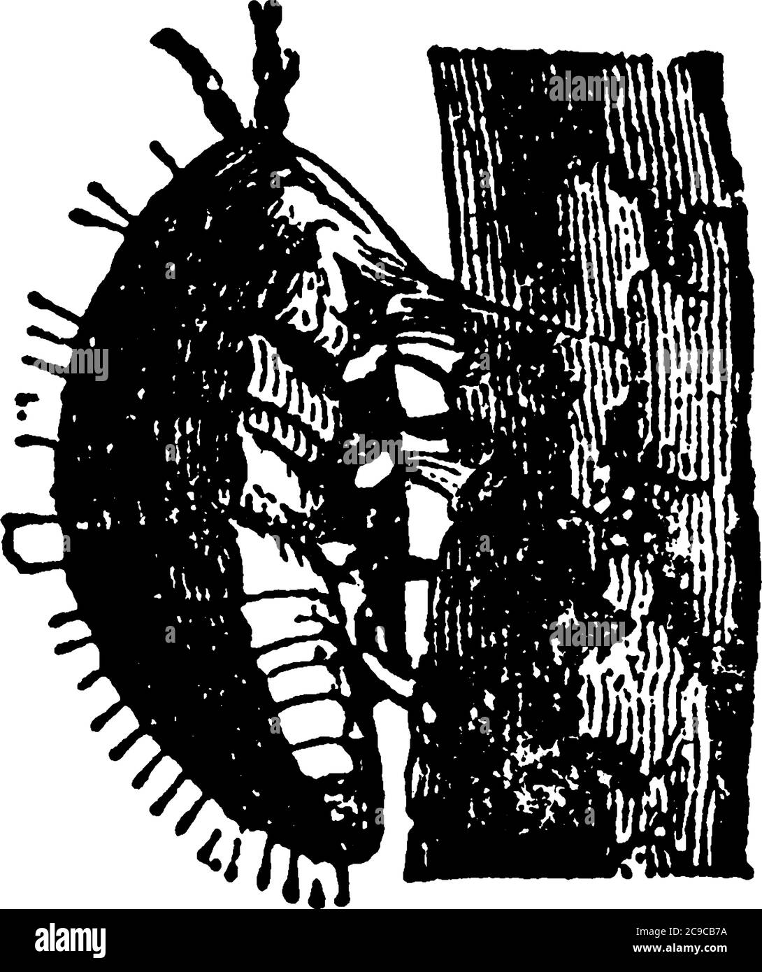 Pylloxera est un genre d'insectes apparentés aux familles Aphis et Cacoccus. Les Phylloxeridae; s'attachent à diverses plantes, dont le jus Illustration de Vecteur