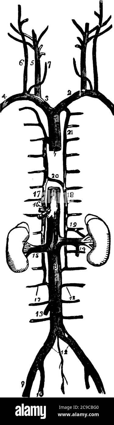 Les veines du thorax, ces vaisseaux transportent le sang des poumons vers le côté gauche du cœur, dessin de ligne vintage ou illustration de gravure. Illustration de Vecteur