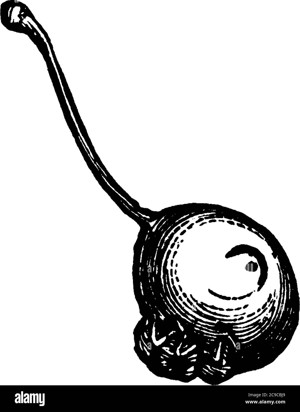 Le curculio de prune est un vrai charançon originaire des régions à l'est des montagnes Rocheuses aux États-Unis et au Canada, dessin de ligne d'époque ou de gravin Illustration de Vecteur