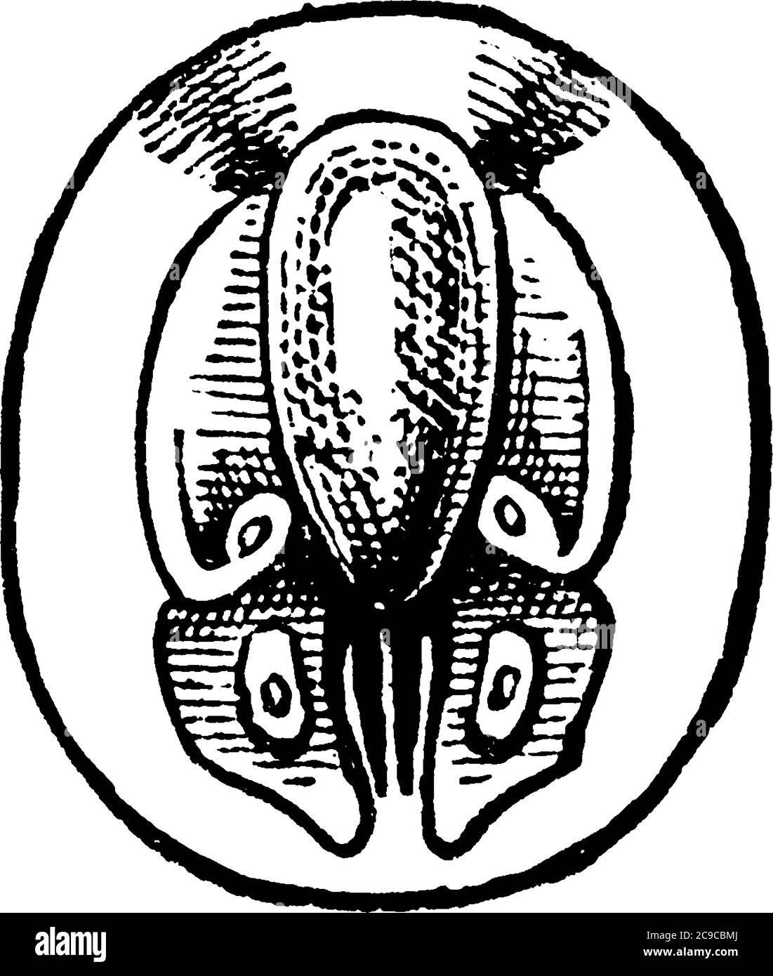 Le stade larvaire de la mouche, espèce Systaechus oreas, avec des taches oculaires sur son corps, dessin de ligne vintage ou illustration de gravure. Illustration de Vecteur