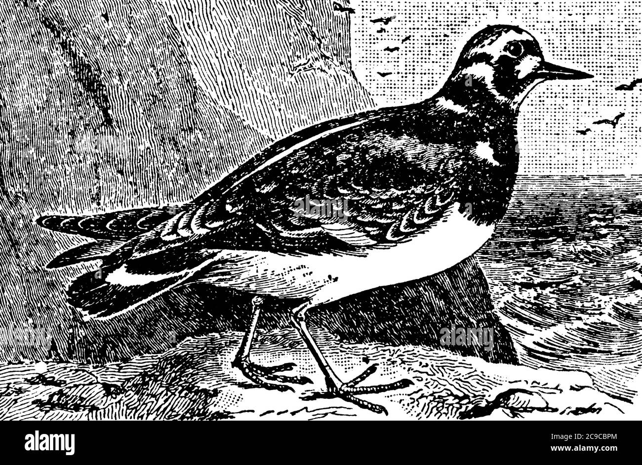 Le Turnstone, un petit genre d'oiseaux de la famille des treuils, a une longueur de neuf pouces et est joliment marqué de noir, blanc et châtaignier; les pattes a Illustration de Vecteur